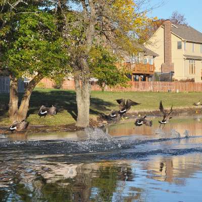 Pond with Geese