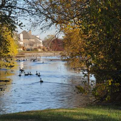 Pond with Geese
